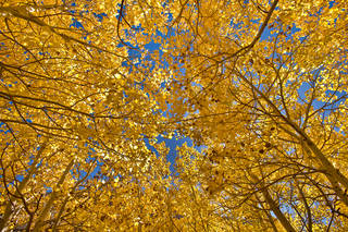 Aspen Canopy