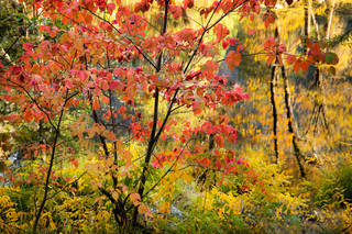 Fall Dogwood Reflections