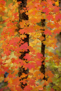 Fall Colors Sedona