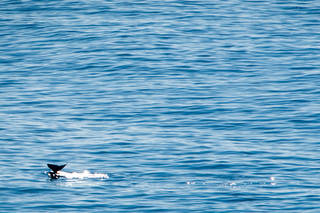 Whale Breach