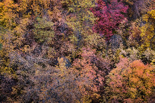 Fall Colors Zion