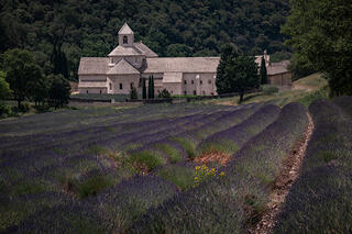 Senanque Abby Lavender Field