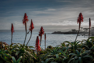 Aloes & Hummingbird 2