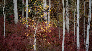 Fall Aspens