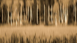 Aspen Impressions
