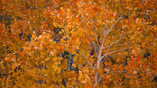 Aspen Stand