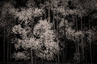 Aspen Light