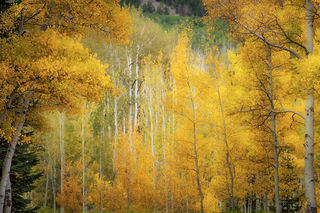 Kebler Pass Aspen Light