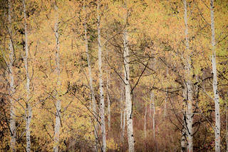 Aspen Impressions