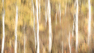 Aspen Impressions