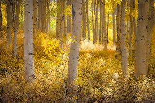 Aspen Backglow