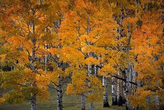Fall Aspen Stand 1