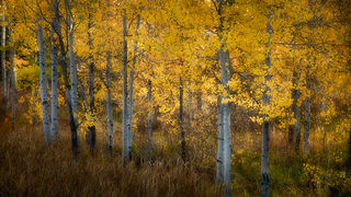 Aspen Stand, Fall