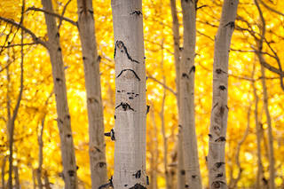 Fall Aspen Glow