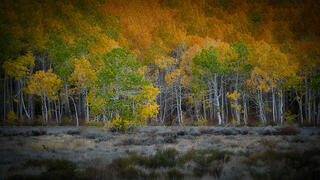 Sierra Aspens