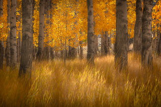 Aspens & Grasses 2