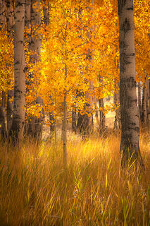 Aspens and Grasses 1