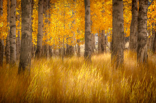 Aspens and Grasses 2