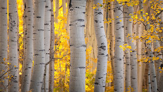 Aspen Morning Glow