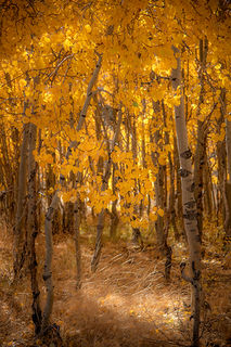 Aspens & Grasses 3