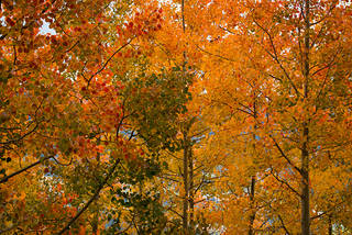 Fall Aspens 2