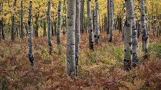 Aspens & Ferns
