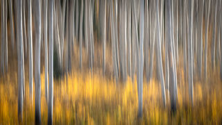 Aspen Impresions