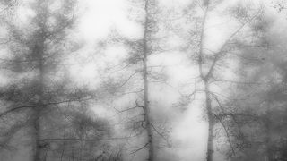 Aspens in Fog