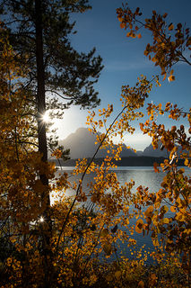 Fall Aspens, Jackson Lake