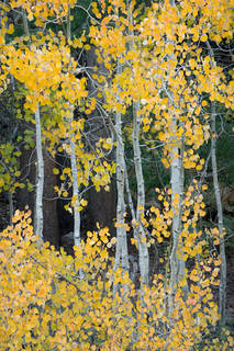 Aspen Fall Colors