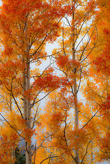Aspens & Fog 2