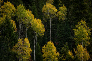 Aspens in Morning Light