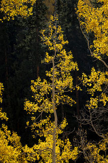 Aspen Backlight, Owl Creek 2