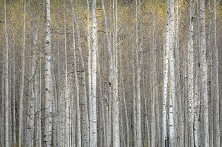 Aspen Stand