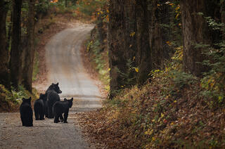 Cades Cove Bear Family