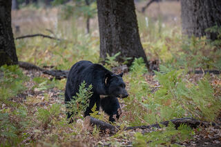 Bear in the Woods
