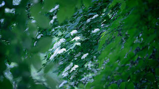Dogwood Bloom