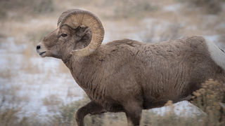 Big Horn Sheep
