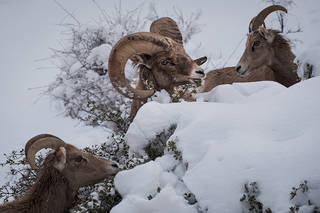 Big Horn Sheep, Winter