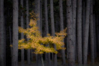 Birch & Firs