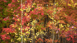 Birches & Maples, Fall