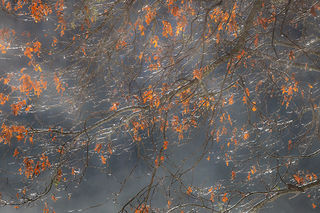 Black Oak Frost