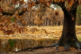 Black Oak Fall