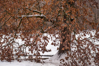 Black Oak Winter