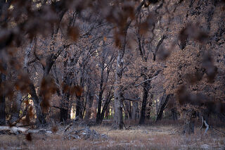 Black Oak Winter