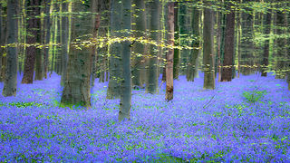 Enchanted Blue Forest Sunrise