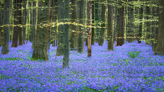 Blue Forest Sunrise