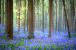 Blue Forest Morning Fog