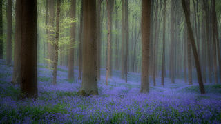 Blue Forest in Morning  Fog