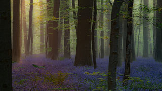 Enchanted Forest Dawn
